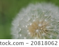 蒲公英 20818062