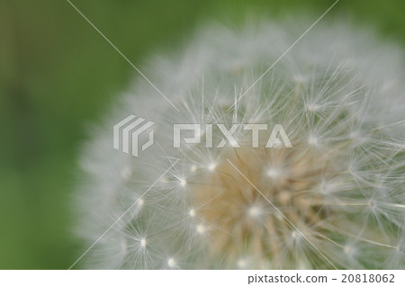 Dandelion Dandelion 20818062