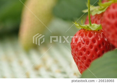 一個草莓 一個草莓 20818068