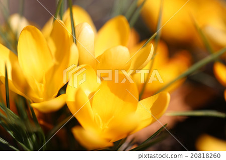 Crocus 20818260