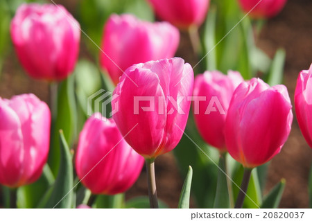 Beautiful tulips Beautiful tulips 20820037