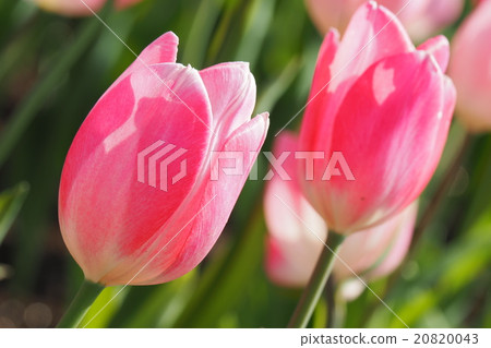 Beautiful tulips Beautiful tulips 20820043