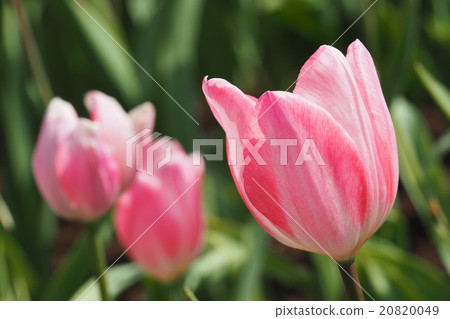 Beautiful tulips Beautiful tulips 20820049
