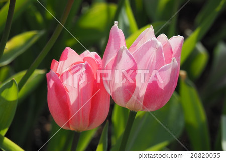 Beautiful tulips Beautiful tulips 20820055