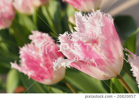 Beautiful tulips Beautiful tulips 20820057