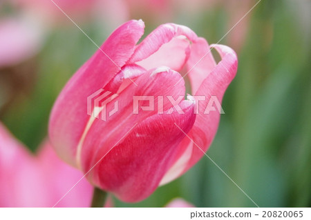 Beautiful tulips Beautiful tulips 20820065