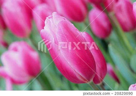 Beautiful tulips Beautiful tulips 20820090