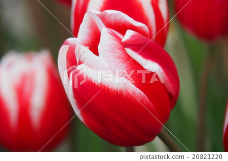 Beautiful tulips Beautiful tulips 20821220