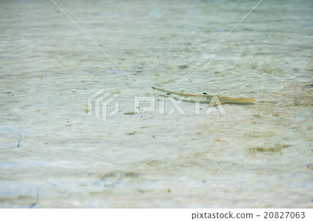 Baby shark in shallow water at Maldives 20827063