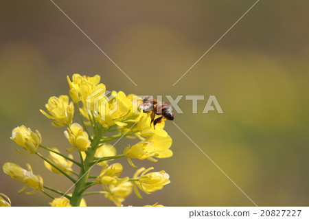Rape blossoms and bees 20827227