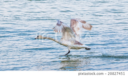 Young swan flying 20827451
