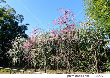 Plum of Seongnam-under 20827702