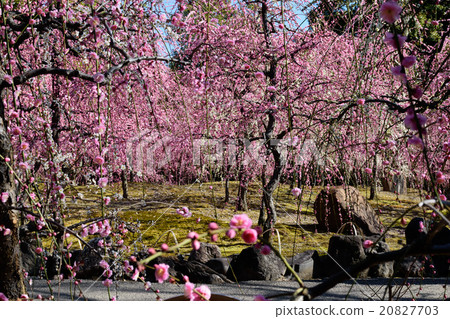 城南的梅花 城南的梅花 20827703