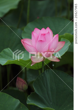 Oga蓮花 20827965