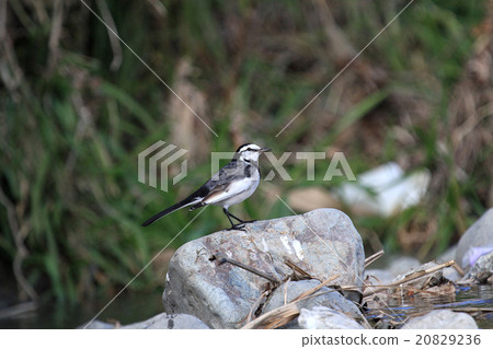 Hakusekirei 20829236