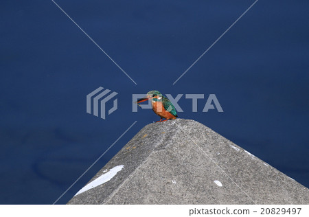 Kingfisher Kingfisher 20829497