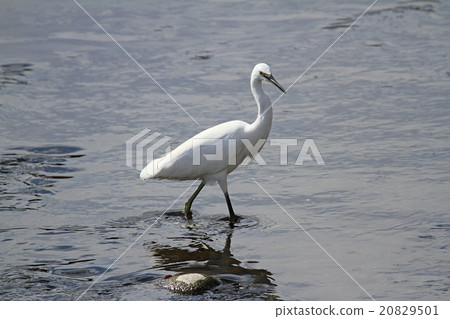 小白鷺 20829501