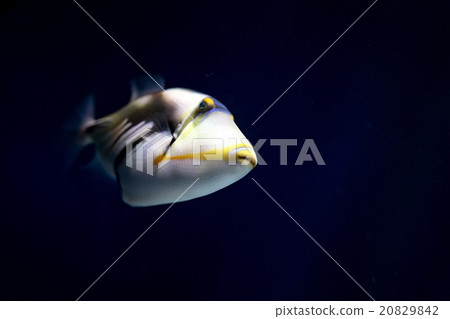 colorful sea fish in the aquarium colorful sea fish in the aquarium 20829842