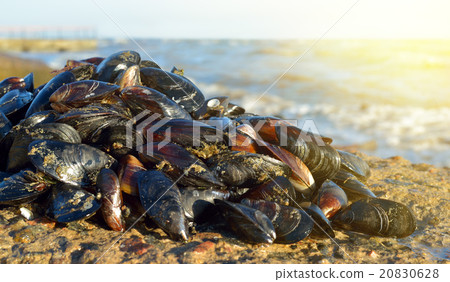 Mussel on the beach Mussel on the beach 20830628