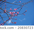 開花在藍天的李子 20830723