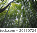 冬季竹林 20830724