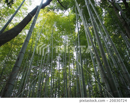 冬季竹林 冬季竹林 20830724