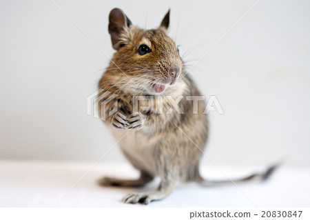 degu 20830847