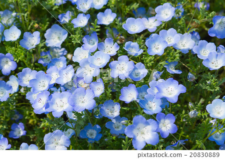 Field of Nemophila, or baby blue eyes 20830889