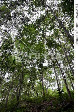 Dipterocarp forest 20830981