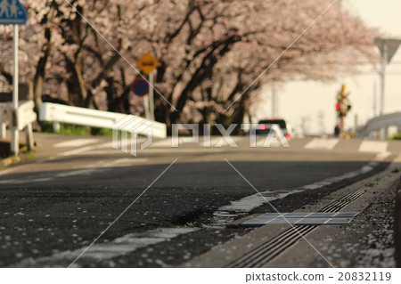 在鐵路交叉前的佐倉路 20832119