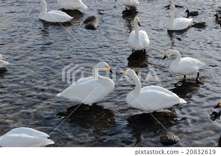 swan 20832619