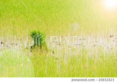 Rice sprout in plantation field. 20832823