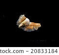 Siamese fighting fish, Betta splendens  20833184