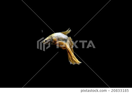 Siamese fighting fish, Betta splendens  20833185