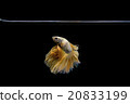 Siamese fighting fish, Betta splendens  20833199