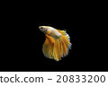 Siamese fighting fish, Betta splendens  20833200