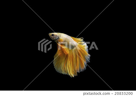 Siamese fighting fish, Betta splendens Siamese fighting fish, Betta splendens 20833200