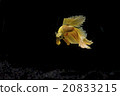 Siamese fighting fish, Betta splendens 20833215