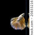 Siamese fighting fish, Betta splendens 20833216