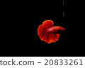 Siamese fighting fish, Betta splendens red body 20833261