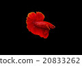 Siamese fighting fish, Betta splendens 20833262