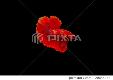 Siamese fighting fish, Betta splendens Siamese fighting fish, Betta splendens 20833262