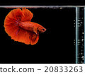 Siamese fighting fish, Betta splendens red body 20833263