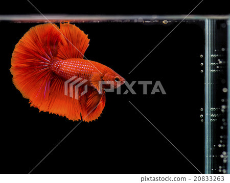 Siamese fighting fish, Betta splendens red body Siamese fighting fish, Betta splendens red body 20833263