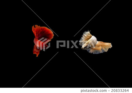 Opponents Siamese fighting fish, Opponents Siamese fighting fish, 20833264