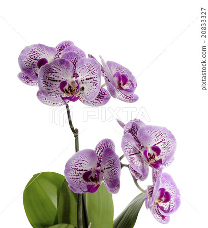 orchid flowers 20833327