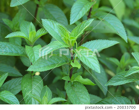 Peppermint Peppermint 20833700