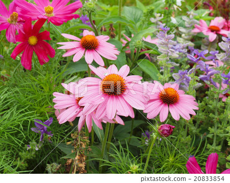 Daisy flower 20833854