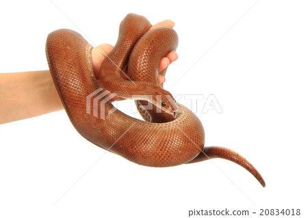 rainbow boa snake rainbow boa snake 20834018