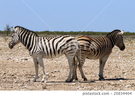Couple of zebras 20834404